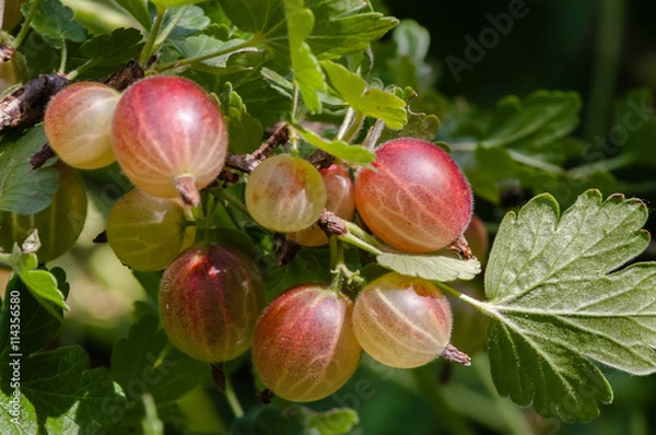 Fototapeta speyuschy large gooseberries on the bush