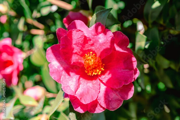 Obraz 赤い椿の花　クローズアップ