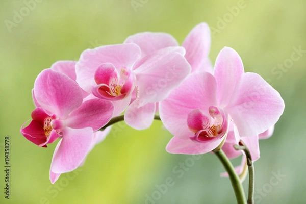 Obraz Różowe storczyki