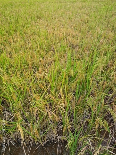 Fototapeta Paddy field