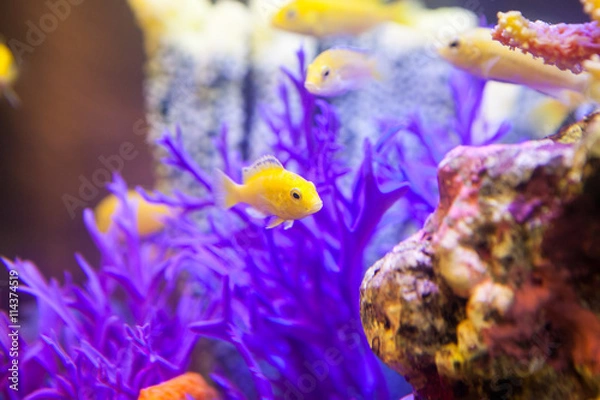 Obraz Fish and corals