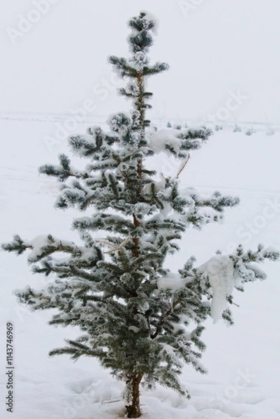 Fototapeta Pine tree covered with snow in frost