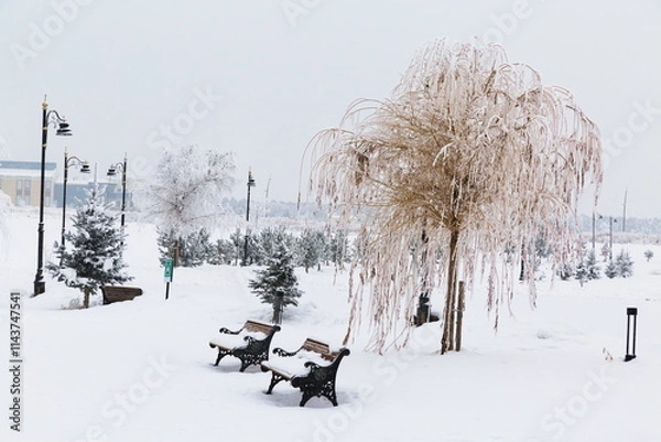 Fototapeta Willow tree covered with snow and frost in park