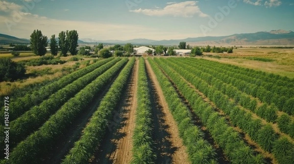 Fototapeta Expansive aerial view of hemp farm with intercropped plants in clear blue sky