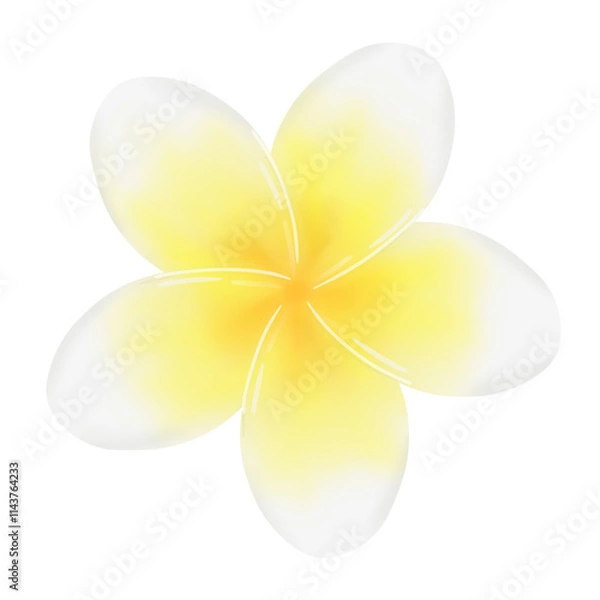 Obraz frangipani flower