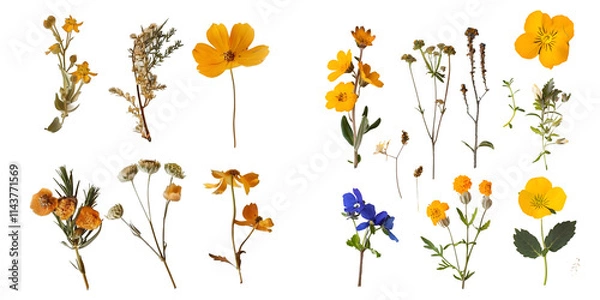 Fototapeta collection of pressed flowers. Generative AI.