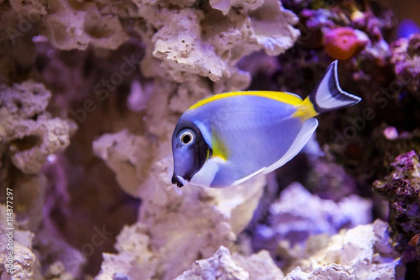 Obraz Fish and corals