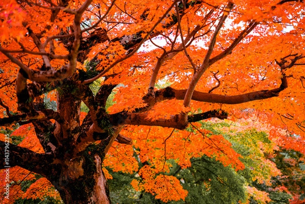 Obraz autumn leaves on the tree