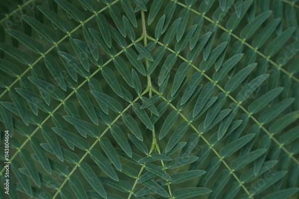 Obraz Symmetrical Green Leaf Pattern - Nature Background