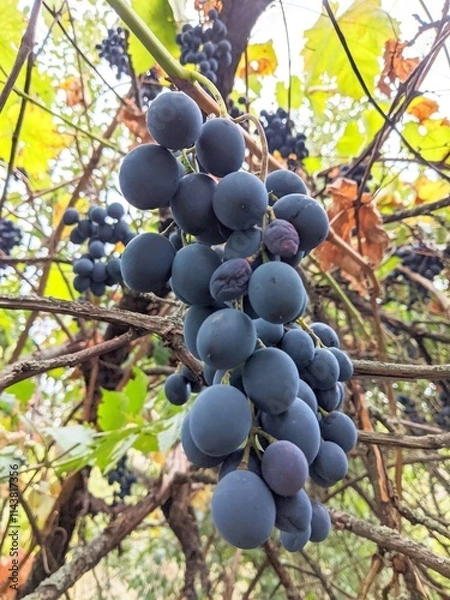 Fototapeta A massive bunch of blue grapes. The second half of summer, the beginning of autumn - the time of ripening of sweet grapes. Different varieties differ in taste. This variety is characterized by malt an