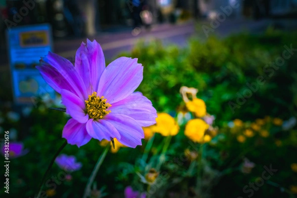 Obraz flowers in the garden