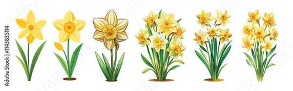 Fototapeta daffodil flower vector art, floral vector, set of beautiful flowers, simple colorful illustration of daffodil flower 