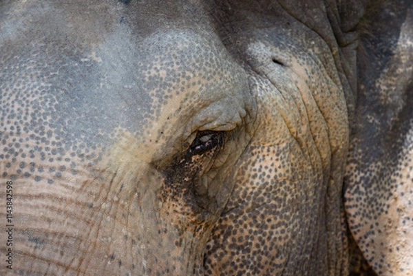 Obraz Elephant Glass Eye