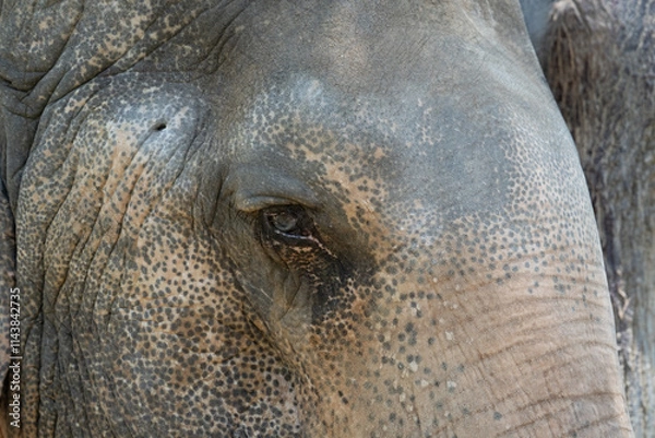 Obraz Eye of the Elephant 