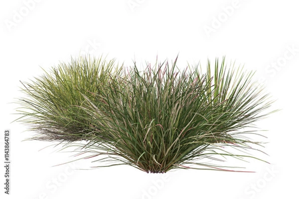 Obraz Green grass bushes on transparent background