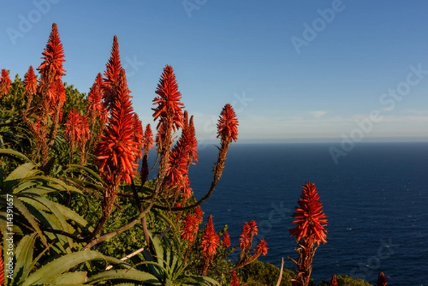 Obraz Flowers near Cape Of Good Hope