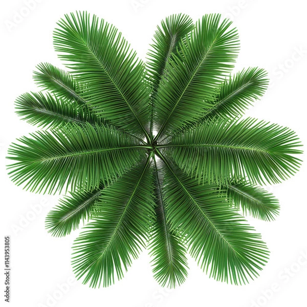 Obraz Top view of lush palm leaves on a transparent background showcasing tropical greenery and natural elegance, top view palm leaves tree isolated on transparent backgroundfile