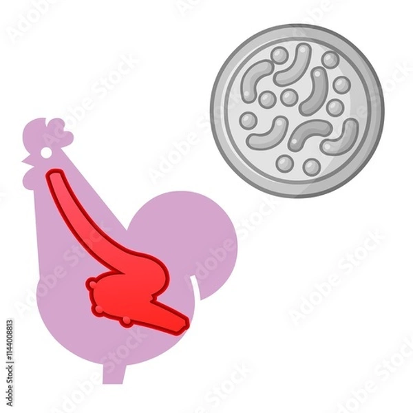 Fototapeta A stylized depiction of a chicken highlights its anatomy, with a red outline focusing on an internal organ. Nearby, a circular shape containing abstract patterns resembles a petri dish.