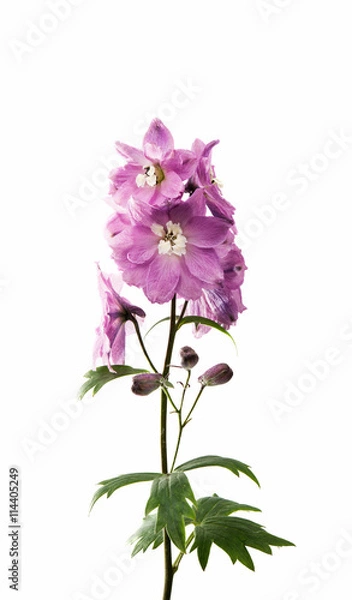 Fototapeta violet delphinium flower isolated