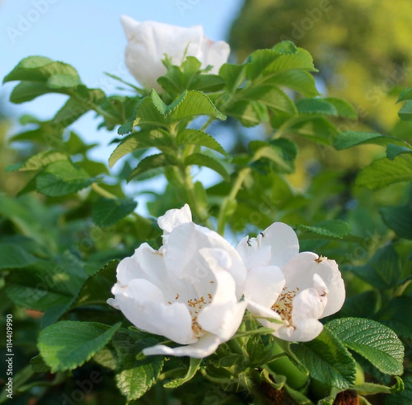 Obraz Multiflora Rose