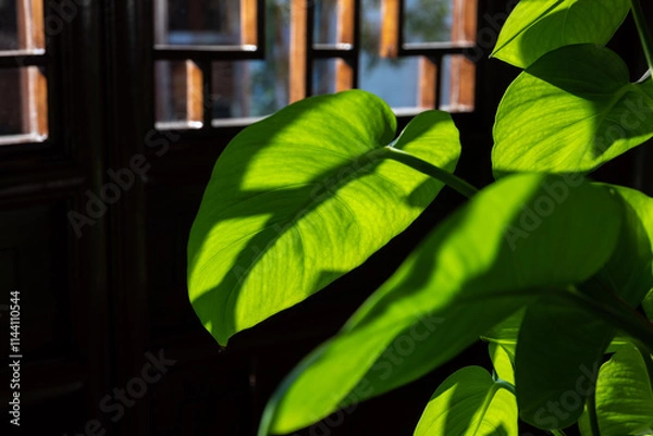 Fototapeta Traditional Chinese Architecture Interior Placement of Greenery