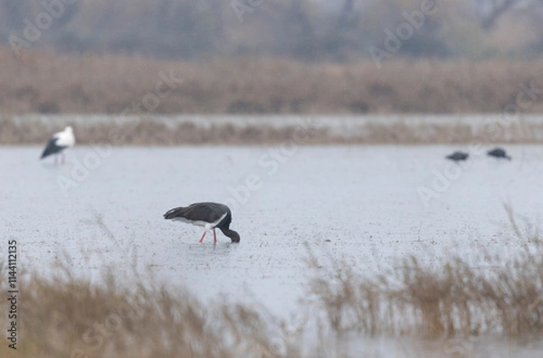 Fototapeta black stork Ciconia nigra in a marsh in Camargue, Southern France