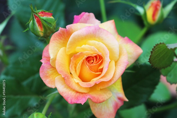 Obraz yellow pink rose