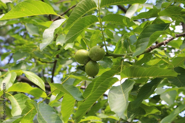 Fototapeta green walnuts on the tree