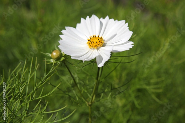 Obraz White daisies in field