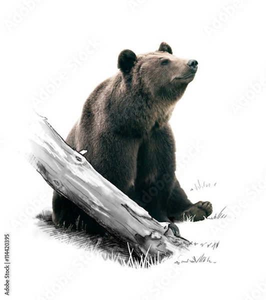Obraz brown bear in the forest.