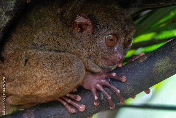 Obraz Endangered Tarsier in Bohol Tarsier sanctuary, Cebu, Philippines