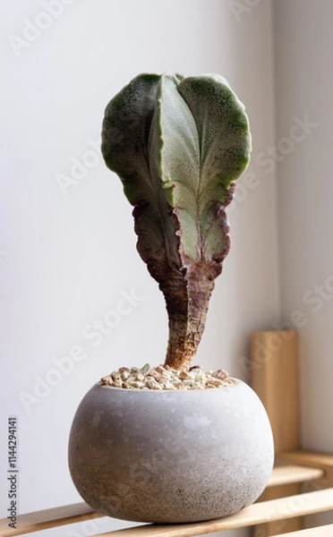 Fototapeta Astrophytum myriostigma