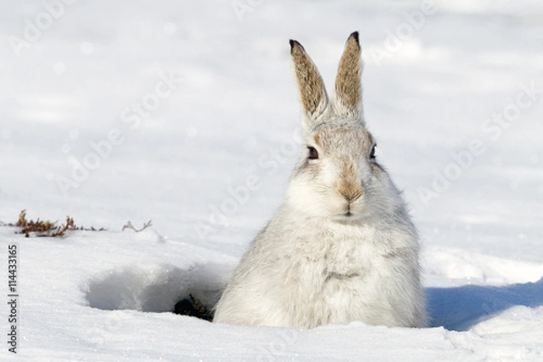 Obraz Mountain hare in snow
