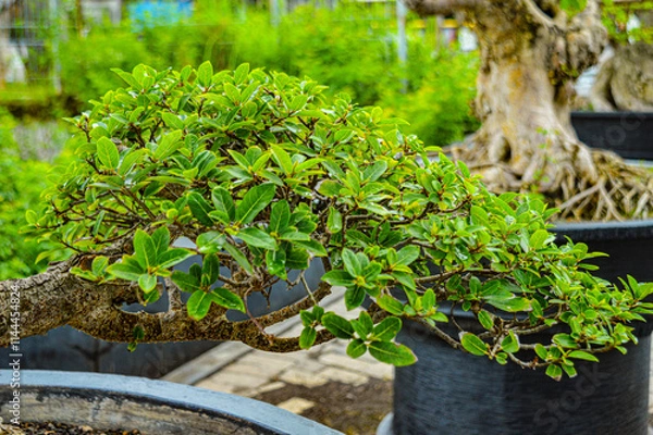 Fototapeta A very pretty bonsai plant in the garden. Focus on plant tree ,noisy, exposure, similar others