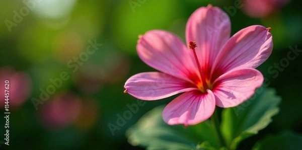 Fototapeta Detalhes de uma flor de chuveirinho em foco macro, verde, flores, planta