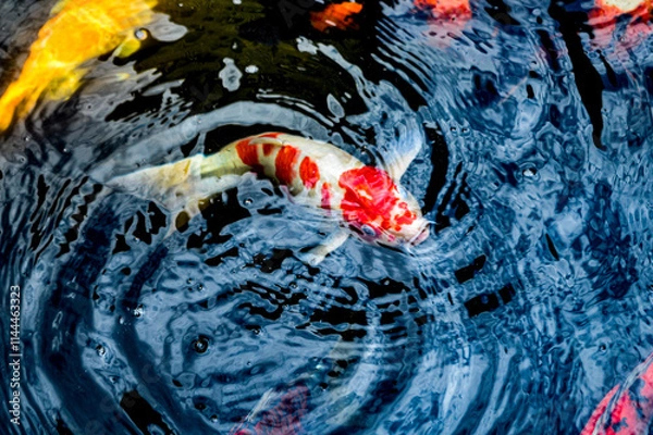 Fototapeta Koi fish, red, white and yellow goldfish in a garden water pond. Focus on fish ,noisy, exposure, similar others