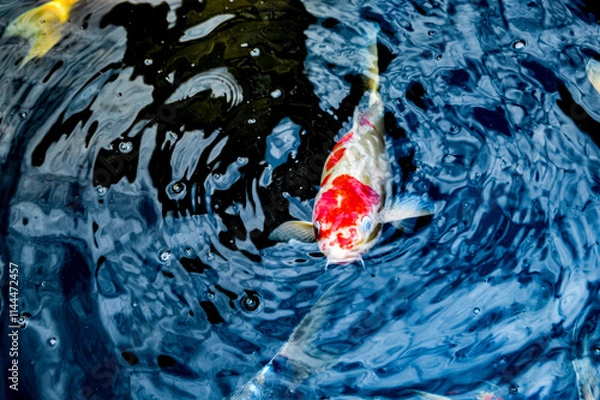 Fototapeta Koi fish, red, white and yellow goldfish in a garden water pond. Focus on fish ,noisy, exposure, similar others