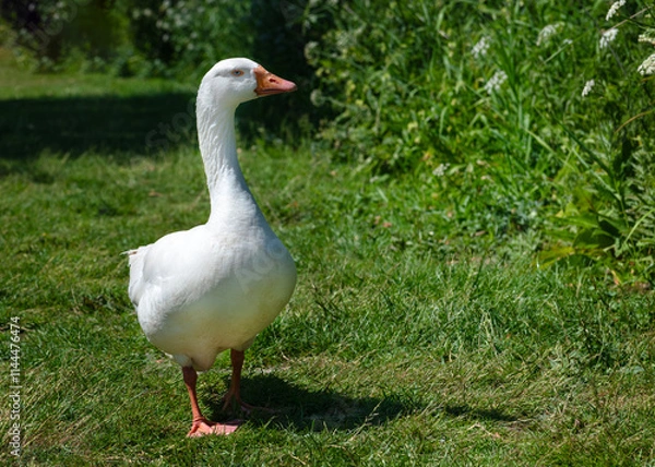Obraz Domestic  white Emden goose