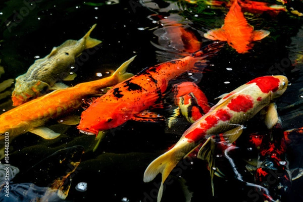 Fototapeta Koi fish, red, white and yellow goldfish in a garden water pond. Focus on fish ,noisy, exposure, similar others