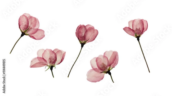 Fototapeta Pressed and dried buds flower of apple