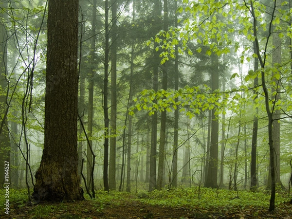 Obraz mist in a forest