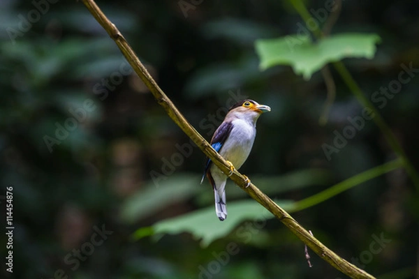 Fototapeta colorful bird Silver-breasted broadbil