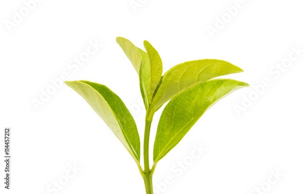 Fototapeta Green tea leaves isolated