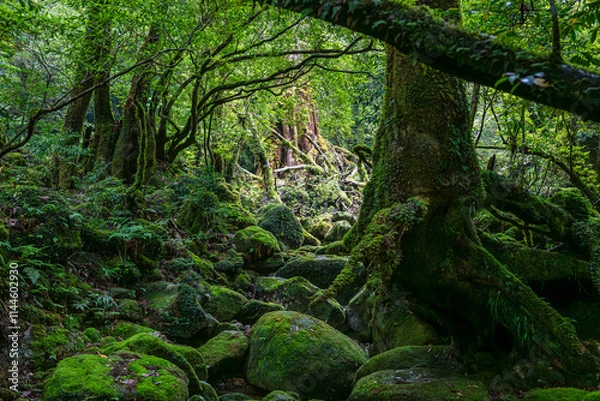 Fototapeta 屋久島　白谷雲水峡	

