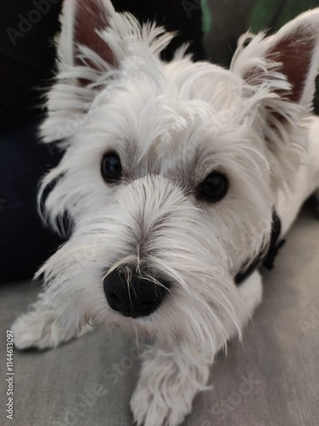 Obraz West Highland Terrier (Westie) small white dog , lying on sofa, front view