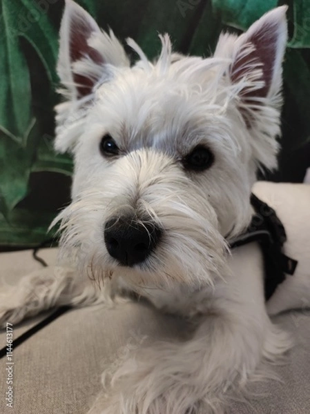 Obraz West Highland Terrier (Westie) small white dog , lying on sofa, front view