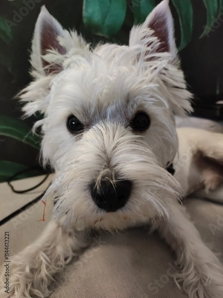 Obraz West Highland Terrier (Westie) small white dog , lying on sofa, front view