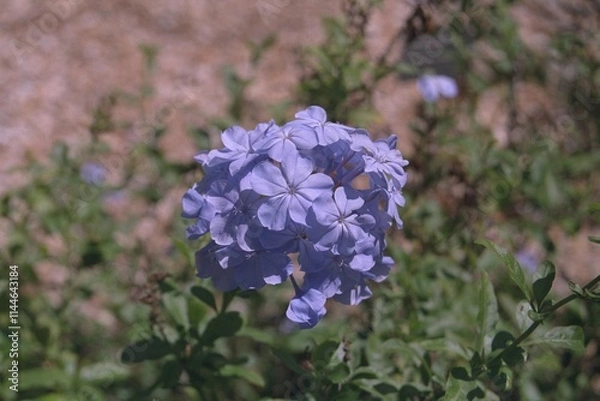 Obraz Plumbago auriculata - Plumbago, Leadwort
