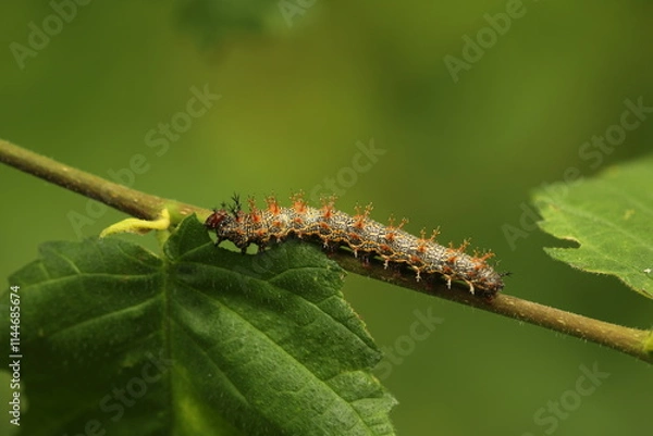 Fototapeta Question mark butterfly caterpillar eating elm leaf