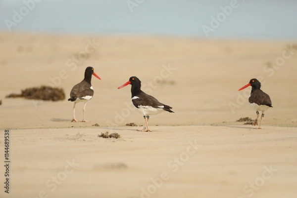 Fototapeta Group of banded oyster catchers on the beach